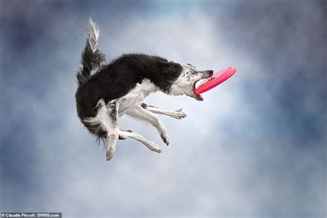Incredible Action Shots Show Dogs Leaping To Grab Frisbees Dog
