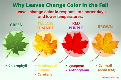 Why Do Leaves Change Color In The Fall Biology Garret Hildebrand