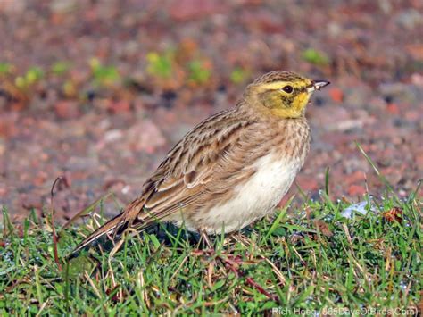 Horned Larks Of The Boreal Forest 365 Days Of Birds