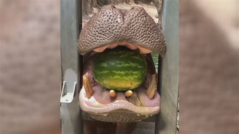 Ctv Your Morning Hippo Crushes Entire Watermelon For A Light Snack