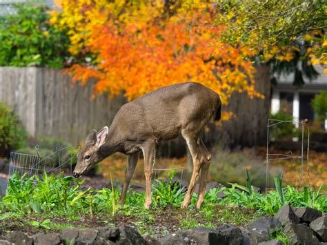 Maybe you would like to learn more about one of these? New Jersey Garden Supply Blog | Gardening Tips & Advice