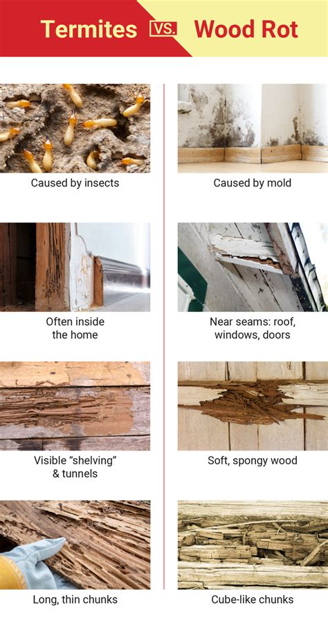 Termite Damage Vs Wood Rot With Pictures Dodson Pest Control