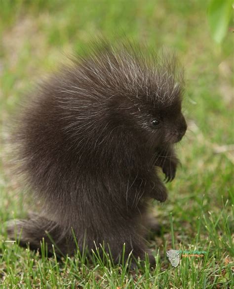 Baby Porcupine Porcupette Baby Animals Pictures Baby Porcupine