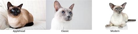 Modern Vs Traditional Siamese Cat