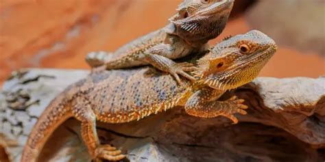 Bearded Dragon Mating Complete Beginners Guide Reptiles Time