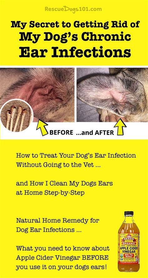 The Secret To Getting Rid Of Ear Infections In Your Dog At Home In 2020
