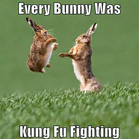 Easter Bunny Memes Oppidan Library