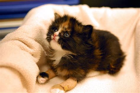 We are run entirely by volunteers and we are passionate at making change for lives of unwanted cats and kittens. Foster - MEOW Cat Rescue