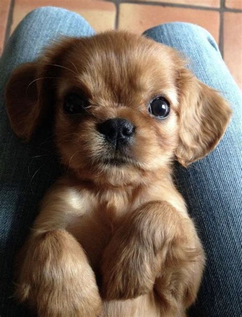SO adorable! #dogs #dog #animals #animal #pets #puppies #nature #pet # ...