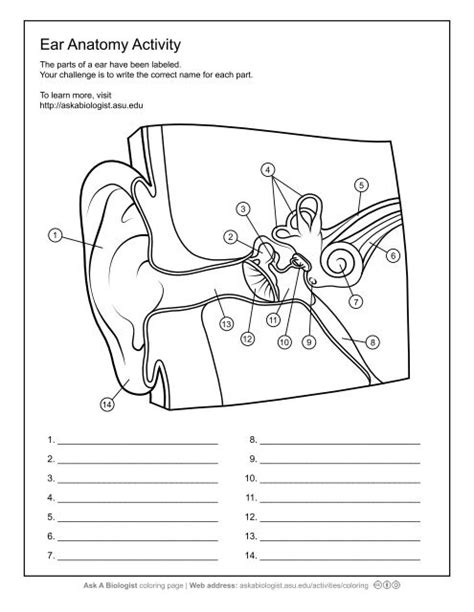 Ask A Biologist Ear Anatomy Worksheet Activity