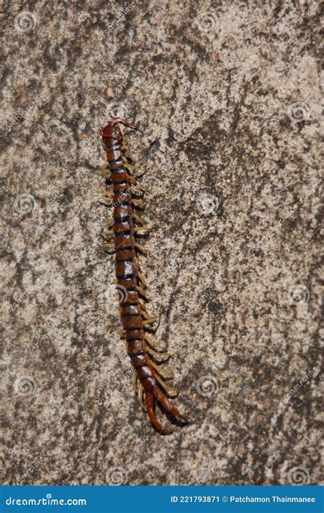 Close Up Of A Centipede On The Ground A Venomous Beast That Likes To