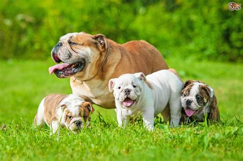 But now the average english bulldog lifespan is now only about 6 to 8 years. 9 Signs You're Completely Obsessed With English Bulldogs ...