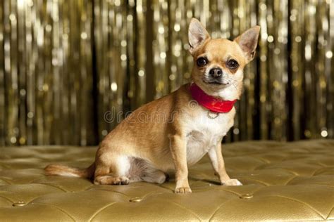 Cane Della Chihuahua Con Il Collare Rosso Fotografia Stock Immagine Di Sede Rosso