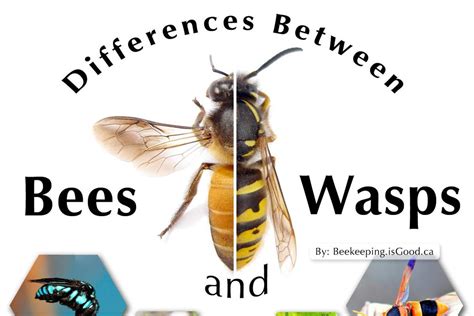 Differences Between Bees And Wasps