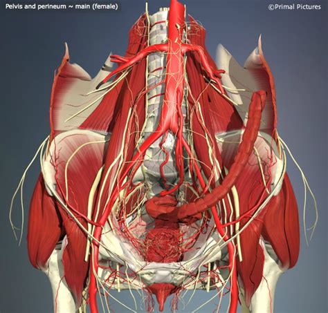 Almost every muscle constitutes one part of a pair of identical bilateral. Current practice in management of pelvic girdle pain ...