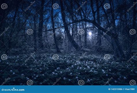 Foresta Maestosa Della Molla Ad Una Luce Di Luna Fotografia Stock
