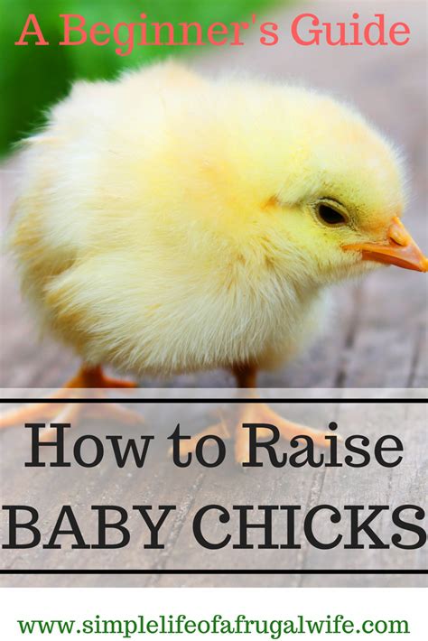 How To Look After Baby Chicks A Beginner S Guide Baby Chicks Raising Baby Chicks Raising Baby