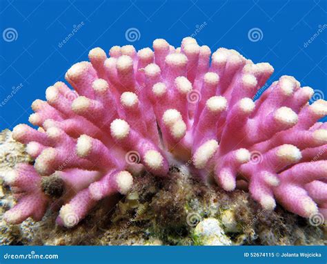 Coral Reef With Pink Finger Coral Underwater Stock Image Image Of