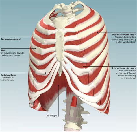Rib Cage Muscles The Rib Cage Has Many Attachment Points To Other Important Muscles Like The