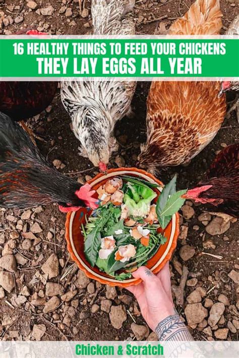 16 Healthy Things To Feed Your Chickens They Lay Eggs All Year