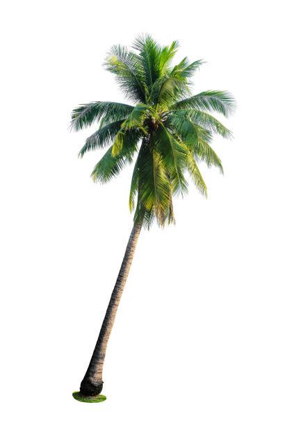 Palm Tree White Background