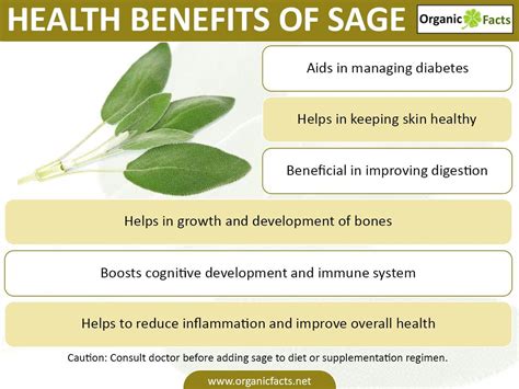9 Impressive Benefits Of Sage Organic Facts Sage Benefits Hair