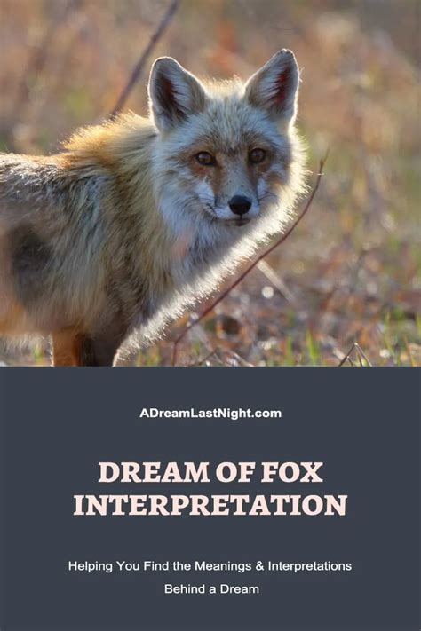 Dream Of Fox Meanings And Symbolisms You Can Get From It Spiritual