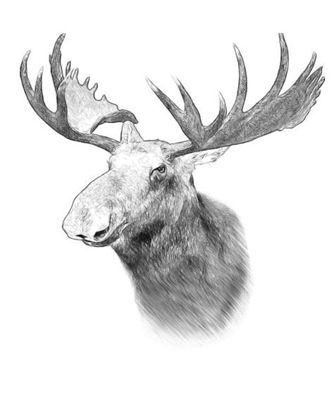 Best Moose Head Stock Photos Pictures And Royalty Free Images Istock