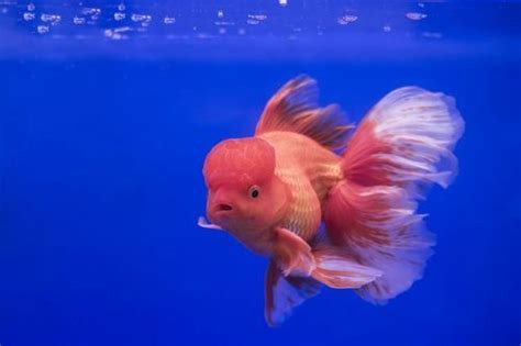 Pelengkap akuarium menjadi tambahan pembentuk nilai keindahan tersendiri bagi ikan hias. Cara Merawat Ikan Mas Koki Oranda, Varietas Warna, Pakan ...