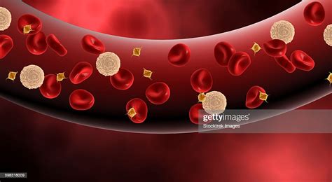 Blood Vessel With Platelets White Blood Cells And Red Blood Cells High