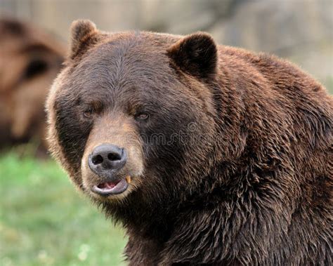 Grizzly Bear Hug Stock Photo Image Of Brown Chums Grizzly 12101986
