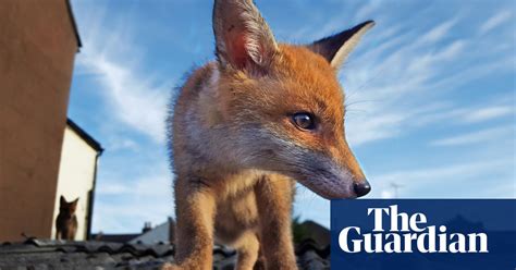 Brushes With The Wild Readers Best Wildlife Photographs Of 2017