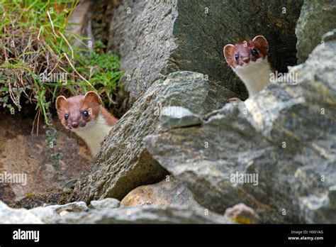 Ermine Stoat Short Tailed Weasel Mustela Erminea Two Ermines Look