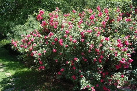 Two main lines of roses were developed for the extreme weather conditions of canadian winters by agriculture canada at john cabot. John Cabot Rose (Rosa 'John Cabot') in Strathmore Calgary ...