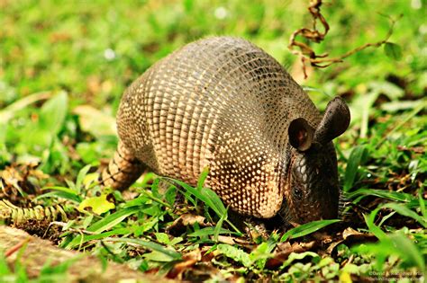 Five Facts Nine Banded Armadillo Research News