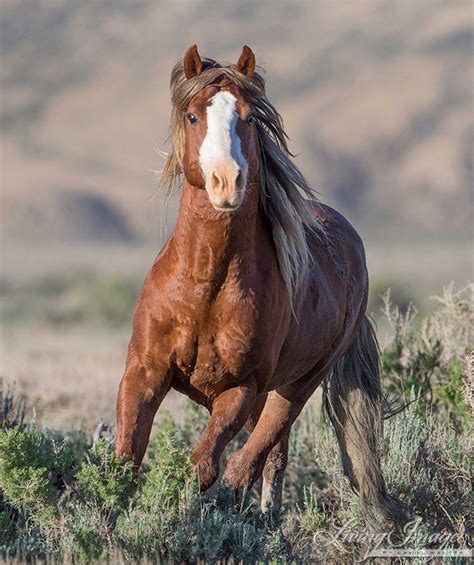 Wild And Free In Adobe Town Fine Art Wild Horse By