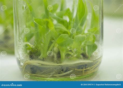 Plant Cell And Tissue Culture Technology Laboratory Stock Photo Image