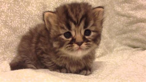 They have the same loving personality as full sized ragamuffins in a smaller package. Bella - Teacup Golden Tabby Persian Kitten for Sale from ...