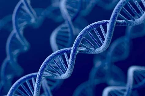 Genes De Células Tronco Conseguem Rejuvenescer Animal Idoso Ccb