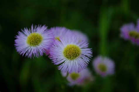 Henbit, an annual winter weed, is a member of the mint family. Flashes of Our Lives: Week Three - Aisha