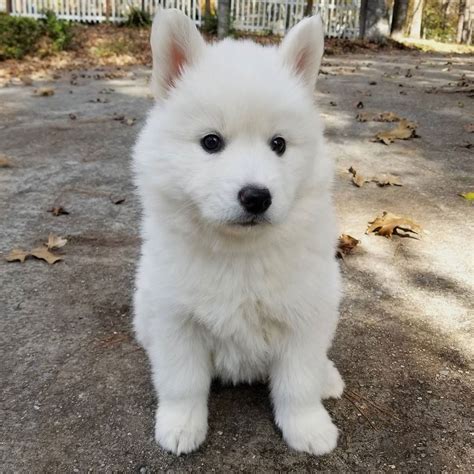 Fluffy White Puppy Credit Huskyranch Cb Dogs Compiles The
