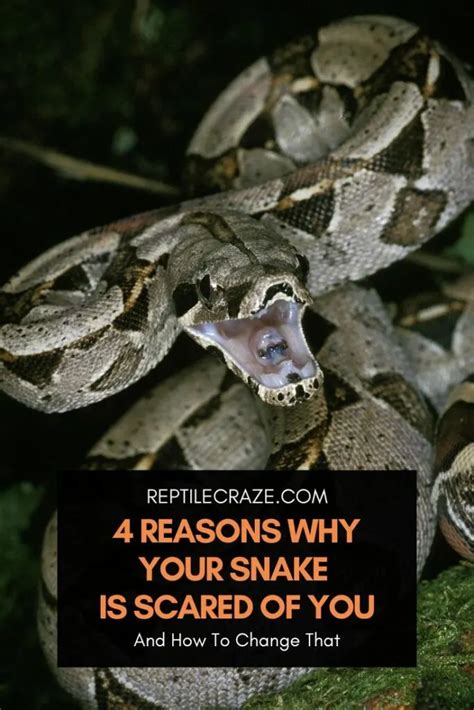 4 Reasons Why Your Snake Is Scared Of You Do This Reptile Craze