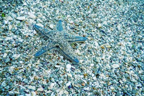 Red Starfish On The Sea Floor Echinaster Sepositus Underwater Stock