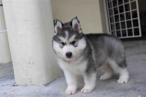 Browse the list of husky rescues and. LovelyPuppy: Quality Double Coating Wooly Husky Puppy