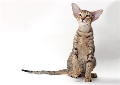 You can not call the most eared breed. 10 Cat Breeds With Big Ears — Photo Gallery