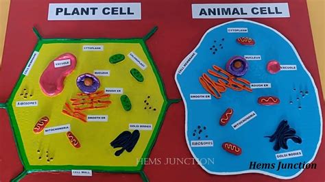 How To Make A Plant Cell Project For School School Walls