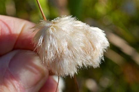 How To Grow Use And Care For Tawny Cottongrass Eriophorum Virginicum