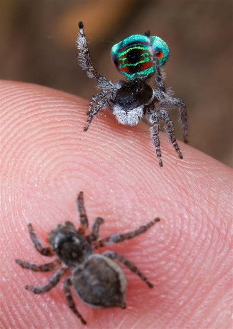 Female Adorable Peacock Spider New Species Of Peacock Spider Dances For You And Sex Album On