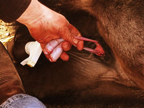 Search only for rocky mountain ousters Branding the Cattle