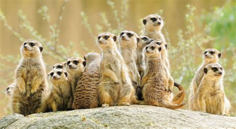 Interact With Meerkats Belafrique Our African Experiences In